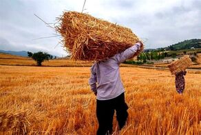 جزئیات مرحله جدید پرداخت مطالبات گندم‌کاران