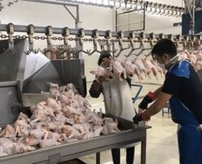 مقابله معاون دامپزشکی با طرح تمدید تاریخ مرغ‌های فاسد