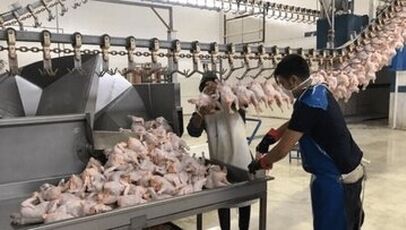 مقابله معاون دامپزشکی با طرح تمدید تاریخ مرغ‌های فاسد