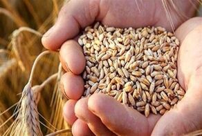 خبر مهم برای بازار نهاده‌ها؛ ثبت سفارش واردات گندم دامی آغاز شد