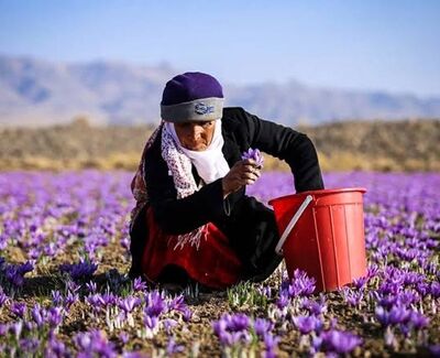 چالش کمبود نیروی کار فصلی در مزارع زعفران؛ فقدان نهادهای واسط