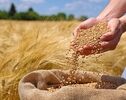 وزارت جهاد کشاورزی علت تأخیر در اعلام نرخ جدید گندم را توضیح داد