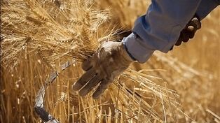 آخرین خبر از پرداخت مطالبات گندم‌کاران امروز سه شنبه 13 مرداد