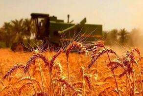 نبرد بخش خصوصی در میدان امنیت غذایی: دولت بدهی ۴ میلیاردی را بپردازد