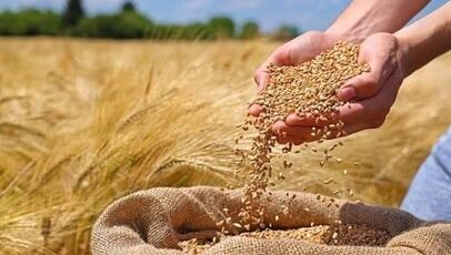 آخرین خبر از مطالبات گندمکاران امروز سه شنبه ۲۳ تیر ۱۴۰۵